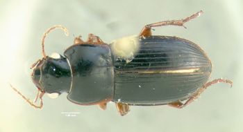 Media type: image;   Entomology 614730 Aspect: habitus dorsal view